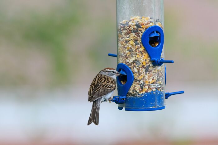 Small brown bird perching on blue bird feeder