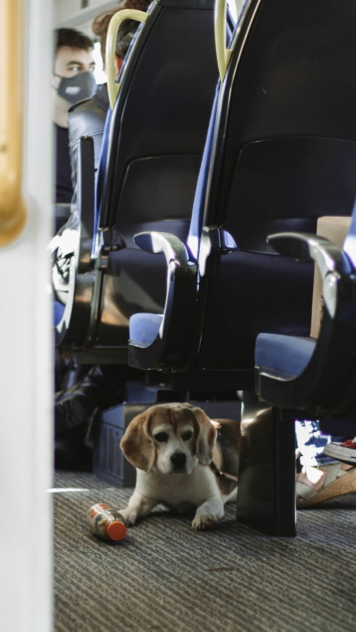 A beagle dog resting on the floor under passenger seats on flights
