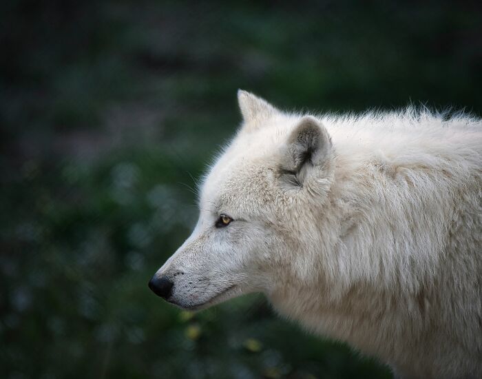 First Dire Wolves In Thousands Of Years Grow Into Healthy Adults On A 2,000-Acre Preserve First Dire Wolves In Thousands Of Years Grow Into Healthy Adults On A 2,000-Acre Preserve