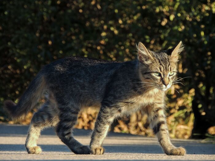 Ancient Chinese Cat Names Reveal How Poets, Emperors And Families Saw Their Cats Ancient Chinese Cat Names Reveal How Poets, Emperors And Families Saw Their Cats