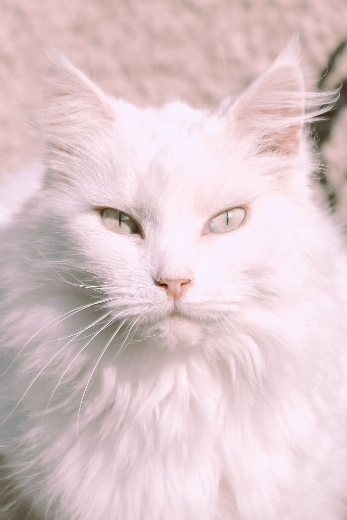 Ancient Chinese Cat Names Reveal How Poets, Emperors And Families Saw Their Cats Ancient Chinese Cat Names Reveal How Poets, Emperors And Families Saw Their Cats