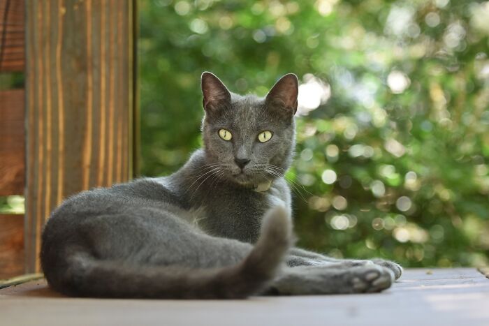 Ancient Chinese Cat Names Reveal How Poets, Emperors And Families Saw Their Cats Ancient Chinese Cat Names Reveal How Poets, Emperors And Families Saw Their Cats