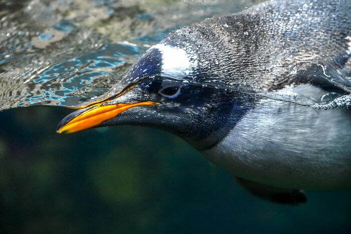 Researchers From Chile And UC Berkeley Reveal The First New Penguin Species In A Century Researchers From Chile And UC Berkeley Reveal The First New Penguin Species In A Century