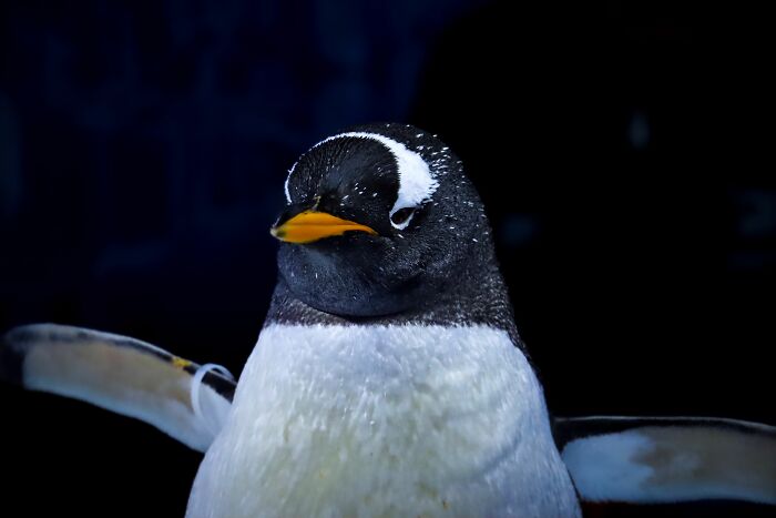 Researchers From Chile And UC Berkeley Reveal The First New Penguin Species In A Century Researchers From Chile And UC Berkeley Reveal The First New Penguin Species In A Century