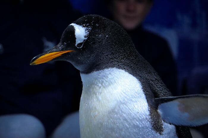Researchers From Chile And UC Berkeley Reveal The First New Penguin Species In A Century Researchers From Chile And UC Berkeley Reveal The First New Penguin Species In A Century