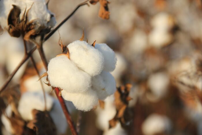 Close-up of a raw cotton boll growing on a plant in a field