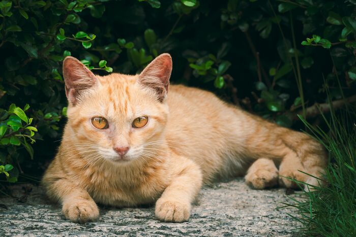 Ancient Chinese Cat Names Reveal How Poets, Emperors And Families Saw Their Cats Ancient Chinese Cat Names Reveal How Poets, Emperors And Families Saw Their Cats