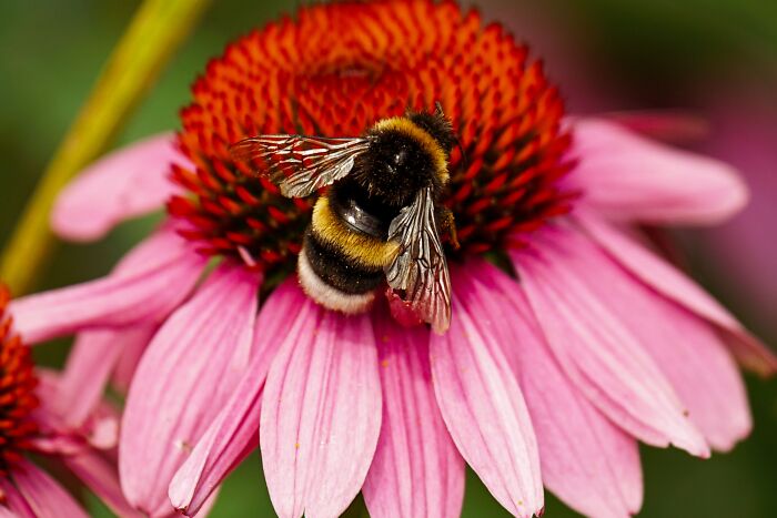 Bumblebees Just Solved A Puzzle That Scientists Once Used To Test Chimpanzees