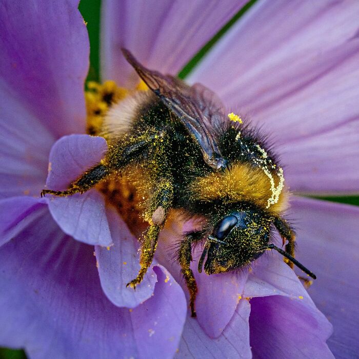 Bumblebees Just Solved A Puzzle That Scientists Once Used To Test Chimpanzees