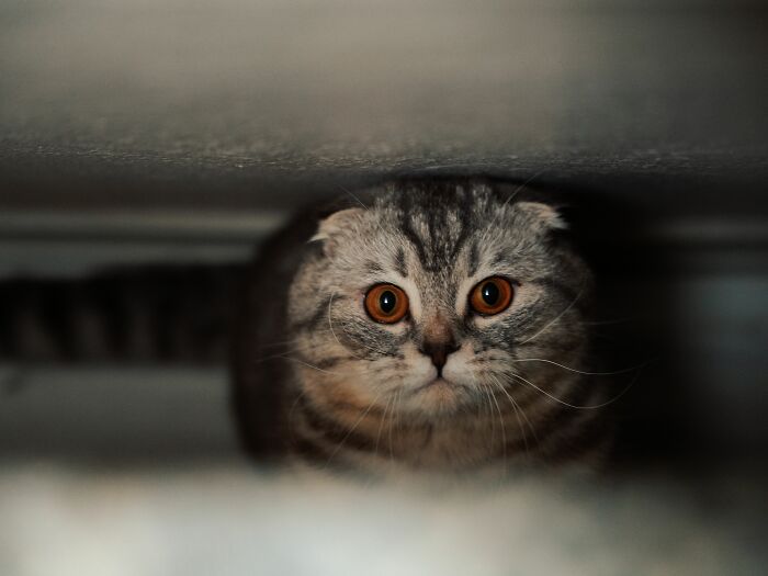 A wide-eyed cat hiding in the dark, illustrating chilling stories of gut feeling.