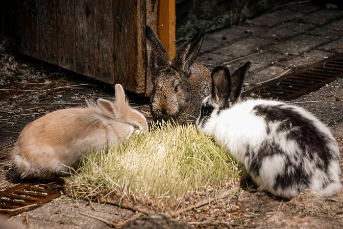 Three small rabbits eating fresh green grass in an outdoor yard
