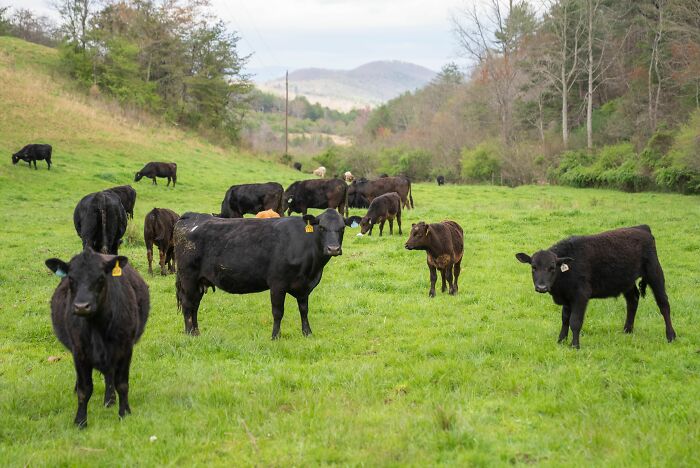 Black cattle standing in a grassy field, related to chilling stories of gut feeling.