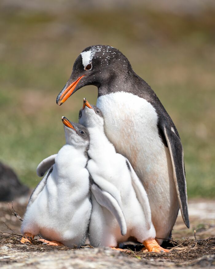 Researchers From Chile And UC Berkeley Reveal The First New Penguin Species In A Century Researchers From Chile And UC Berkeley Reveal The First New Penguin Species In A Century