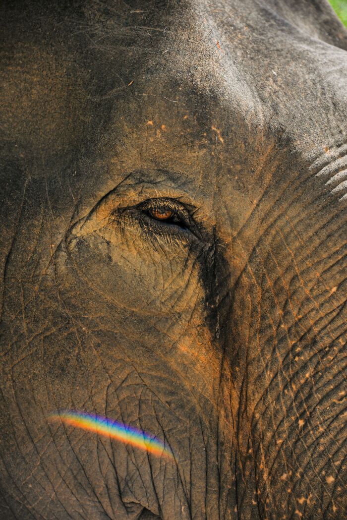 Extreme macro detail of a gentle giant's eye reflecting a rainbow, illustrating surprising elephant facts.