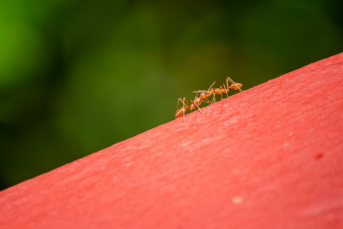 Closeup of ants on a red surface illustrating unhinged actions to get back at an ex