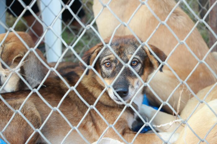 This 'Hunger Games' Star Rescued An Injured Pup At 19, And Now He Shows How Shelter Dogs Heal This 'Hunger Games' Star Rescued An Injured Pup At 19, And Now He Shows How Shelter Dogs Heal
