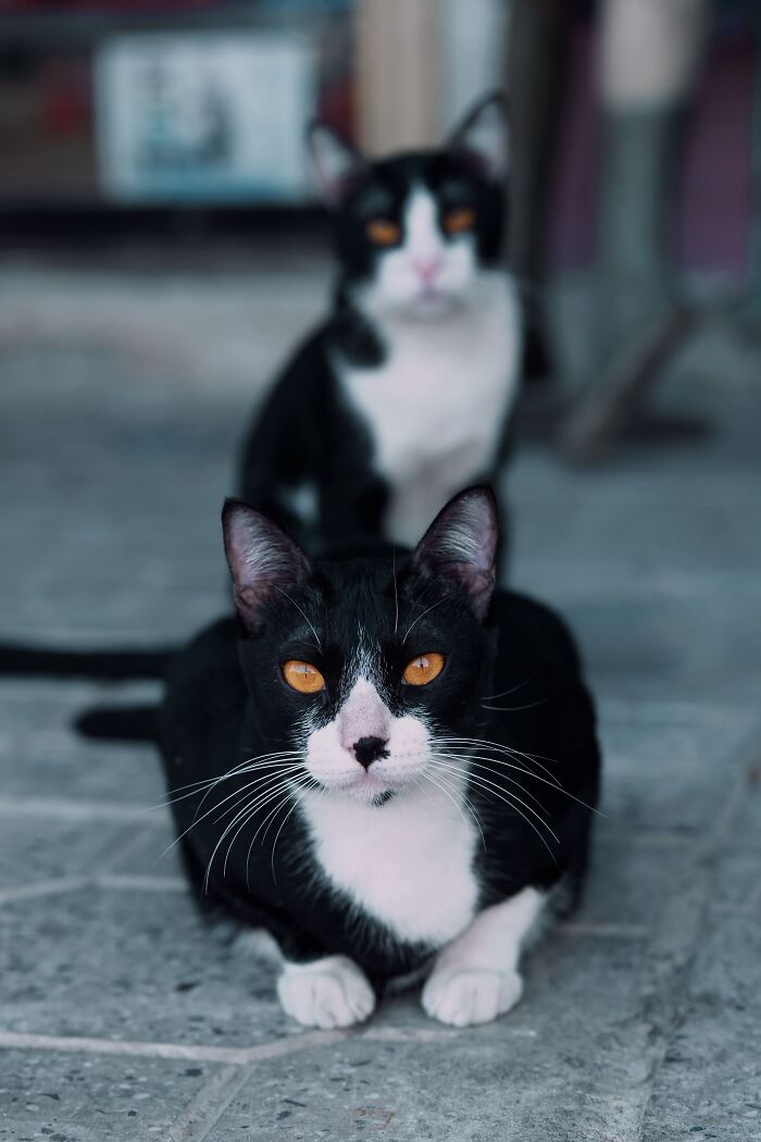 Ancient Chinese Cat Names Reveal How Poets, Emperors And Families Saw Their Cats Ancient Chinese Cat Names Reveal How Poets, Emperors And Families Saw Their Cats
