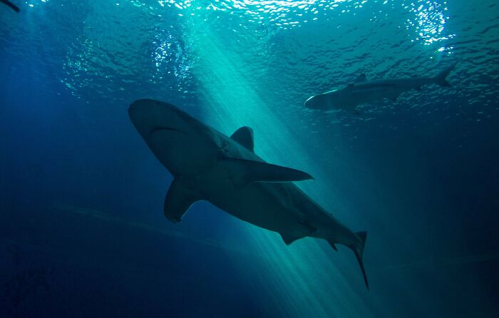Sharks swimming underwater in deep blue sea, fitting chilling stories of trusting one's gut feeling.