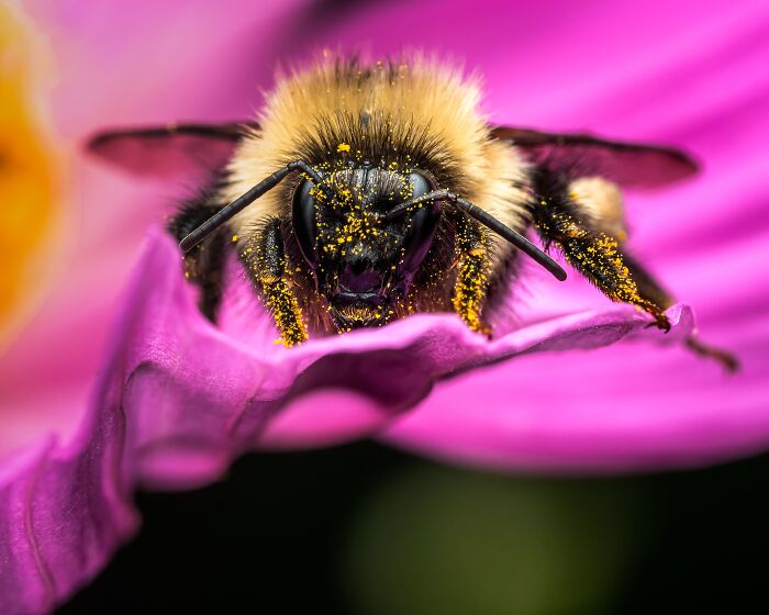 Bumblebees Just Solved A Puzzle That Scientists Once Used To Test Chimpanzees