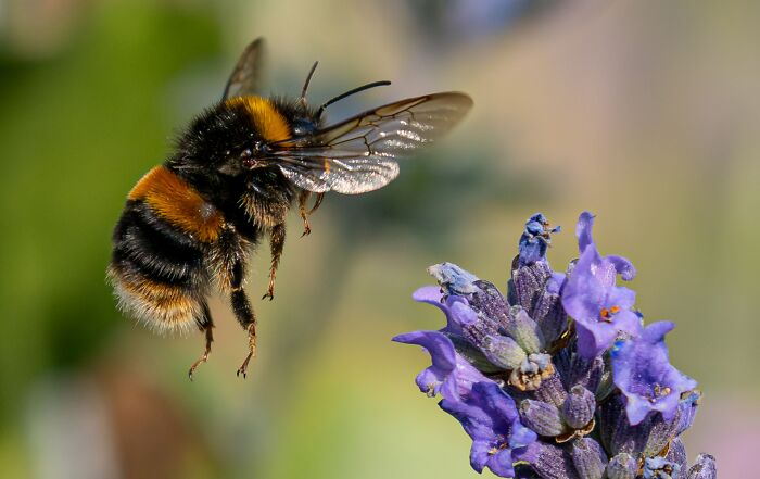 Bumblebees Just Solved A Puzzle That Scientists Once Used To Test Chimpanzees