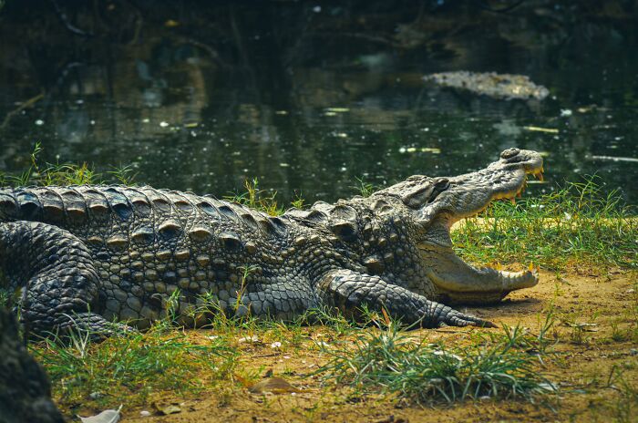 Villagers Tell A Legend Of Crocodiles That Came With The Rain And Saved Their Ancestors Villagers Tell A Legend Of Crocodiles That Came With The Rain And Saved Their Ancestors