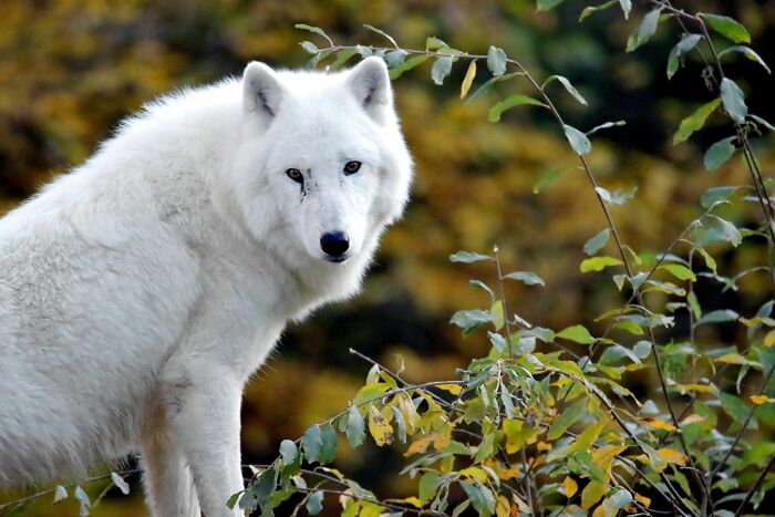 First Dire Wolves In Thousands Of Years Grow Into Healthy Adults On A 2,000-Acre Preserve First Dire Wolves In Thousands Of Years Grow Into Healthy Adults On A 2,000-Acre Preserve