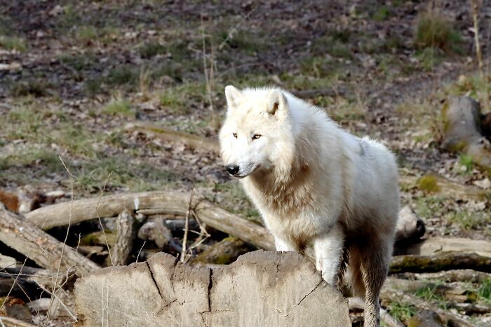 First Dire Wolves In Thousands Of Years Grow Into Healthy Adults On A 2,000-Acre Preserve First Dire Wolves In Thousands Of Years Grow Into Healthy Adults On A 2,000-Acre Preserve