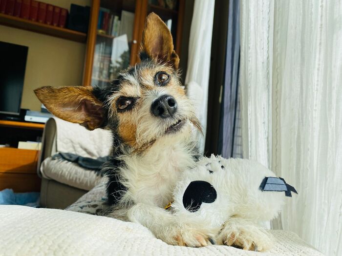 A small scruffy terrier dog lying with a plush toy indoors during domestic moments that spark family feuds