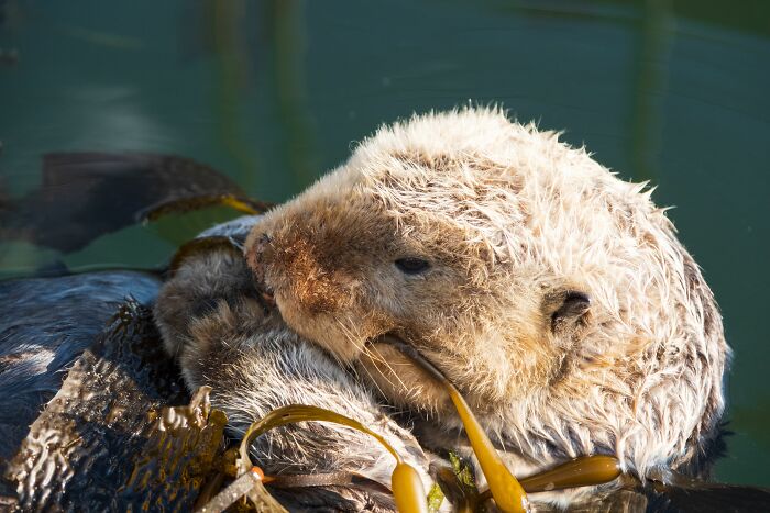 Close-up of a cute sea otter resting while wrapped in seaweed to stay warm Close-up of a cute sea otter resting while wrapped in seaweed to stay warm