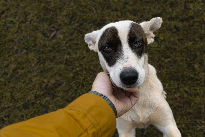 This 'Hunger Games' Star Rescued An Injured Pup At 19, And Now He Shows How Shelter Dogs Heal This 'Hunger Games' Star Rescued An Injured Pup At 19, And Now He Shows How Shelter Dogs Heal