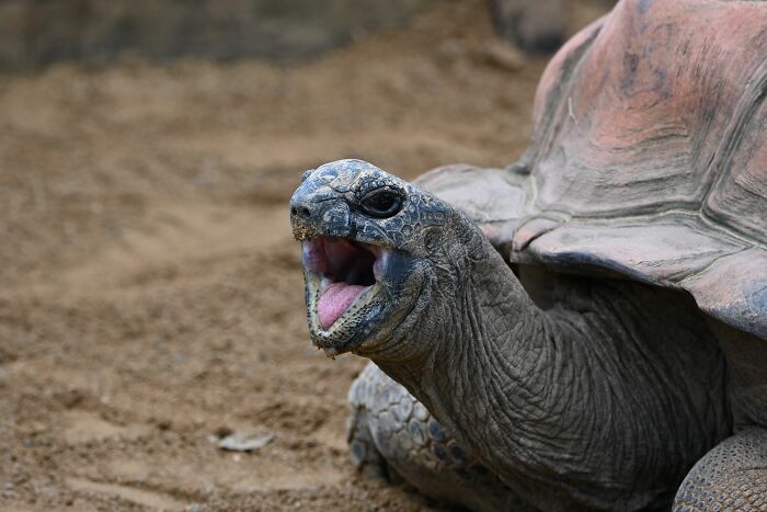 Giant Tortoises On This Remote Atoll Now Outnumber The Human Population Of Seychelles Giant Tortoises On This Remote Atoll Now Outnumber The Human Population Of Seychelles