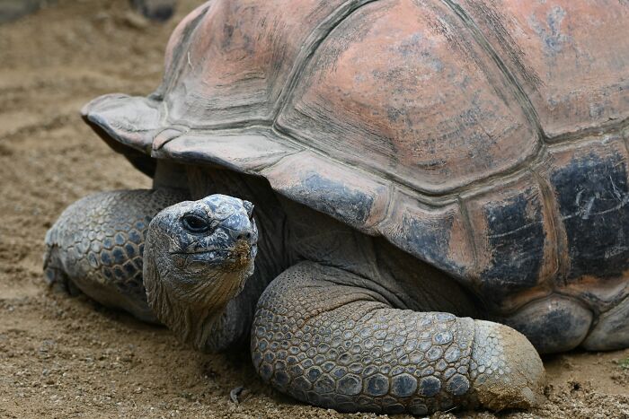 Giant Tortoises On This Remote Atoll Now Outnumber The Human Population Of Seychelles Giant Tortoises On This Remote Atoll Now Outnumber The Human Population Of Seychelles