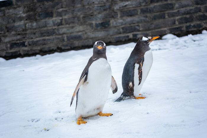 Researchers From Chile And UC Berkeley Reveal The First New Penguin Species In A Century Researchers From Chile And UC Berkeley Reveal The First New Penguin Species In A Century