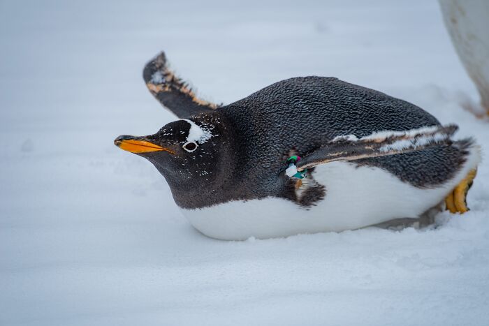 Researchers From Chile And UC Berkeley Reveal The First New Penguin Species In A Century Researchers From Chile And UC Berkeley Reveal The First New Penguin Species In A Century