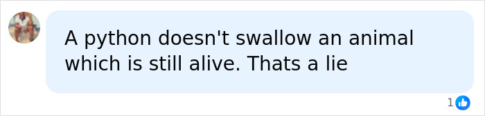 Man Lets A Giant Snake Try To Swallow Him, Says A Much Smaller Animal Hurt Far More