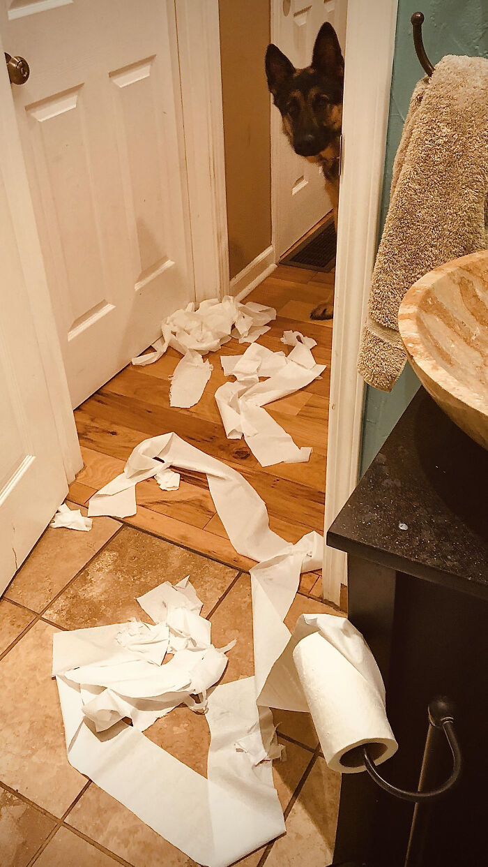 German shepherd peeking around the corner with torn toilet paper on the floor