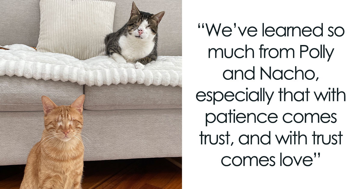 Polly And Nacho : Two Blind Cats Rescued From Lebanon And Adopted By The Same Family