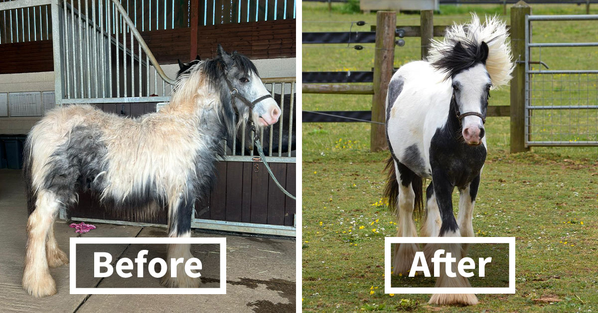 Pony Raised By Cows Finally Meets Other Horses, And His Transformation Is Amazing