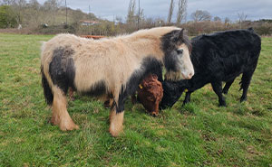 Rescuers Save Neglected Pony Who Grew Up With Cows And Help Him Learn How To Be A Horse