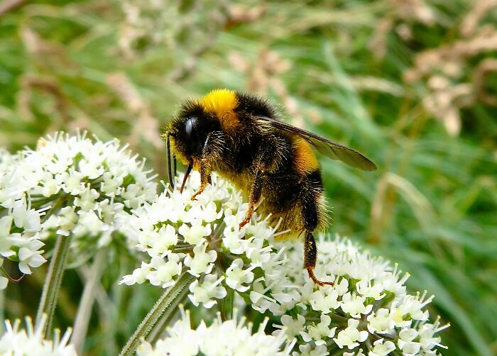Close-up of a bumblebee gathering nectar from white flowers