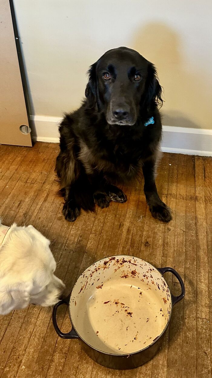 Black dog sitting near empty pot while white dog sniffs it