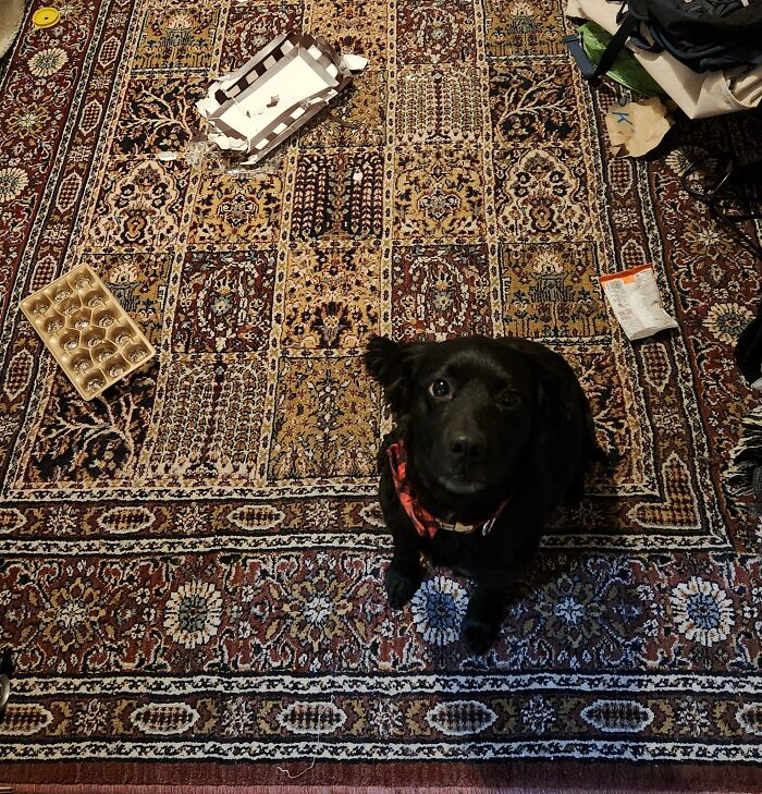 Black dog surrounded by torn packaging on patterned carpet after looking for trouble