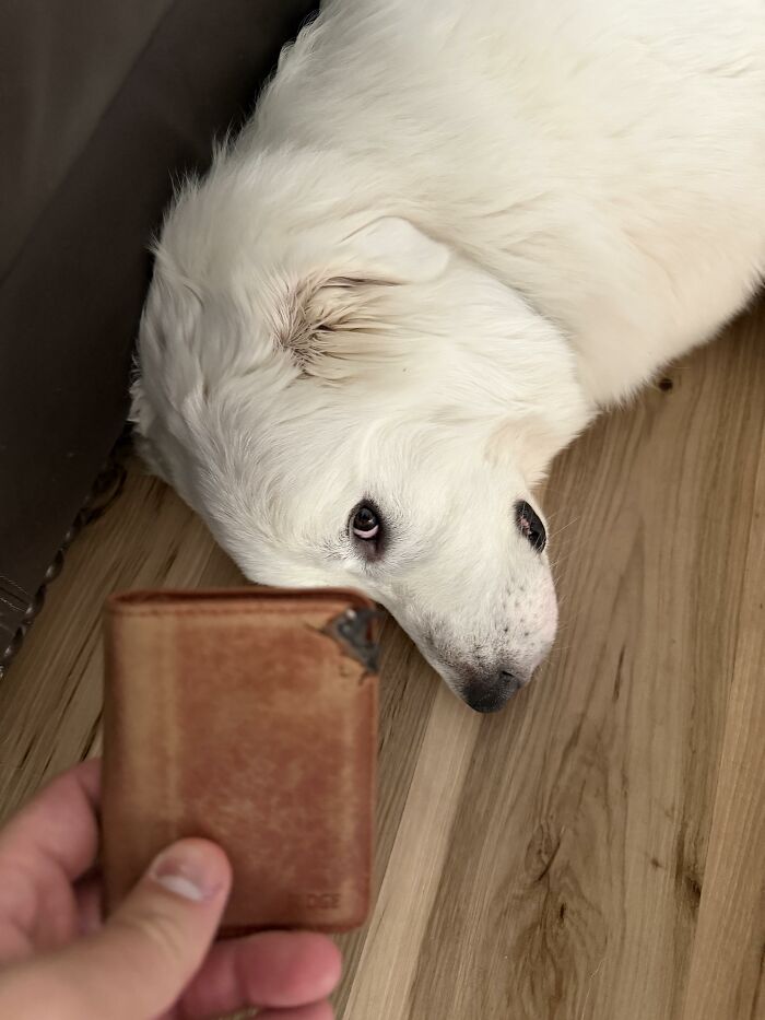 White dog looking guilty near a chewed wallet on wooden floor