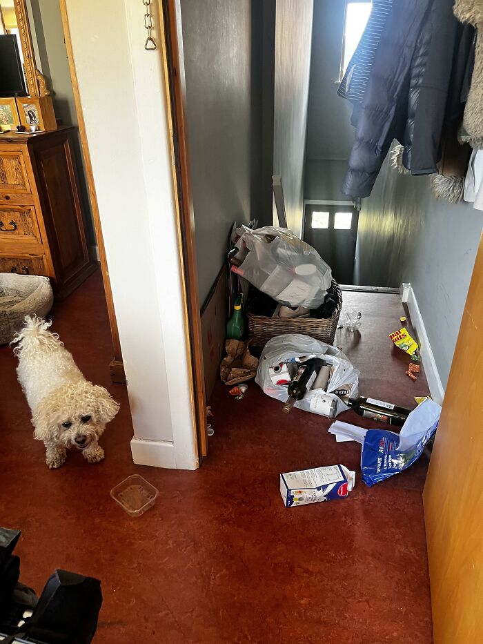Small curly white dog near scattered trash and bottles in hallway