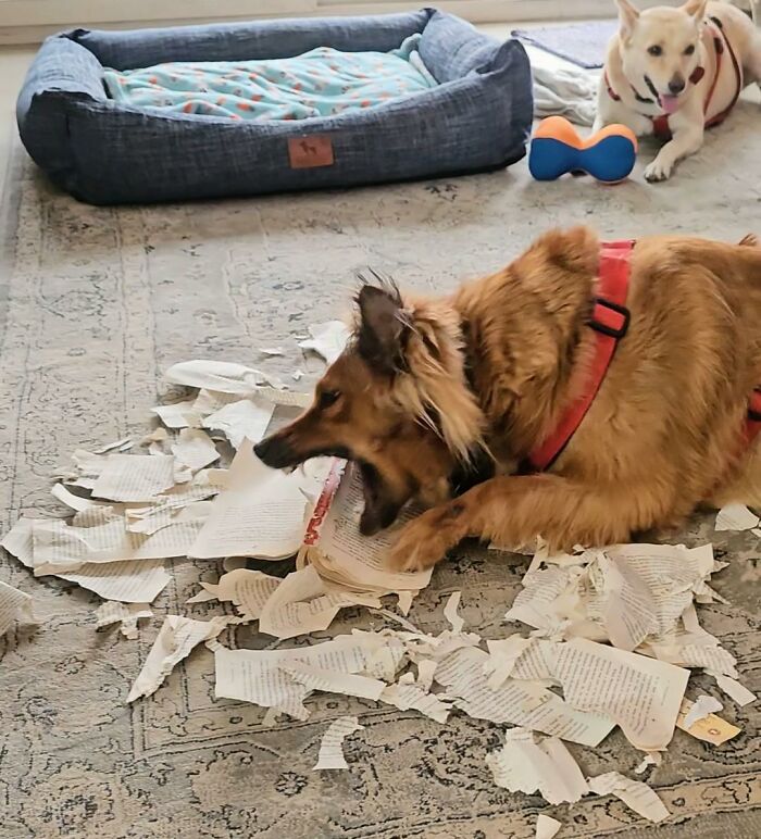 Dog wearing red harness shredding papers on carpet