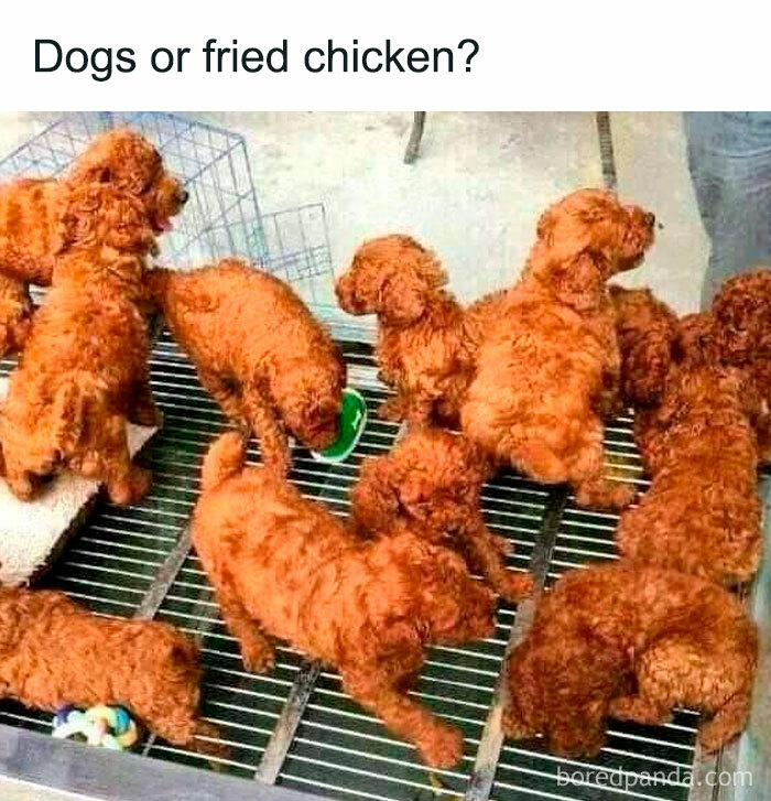 An optical illusion meme comparing golden puppies to fried chicken, showing random memes.