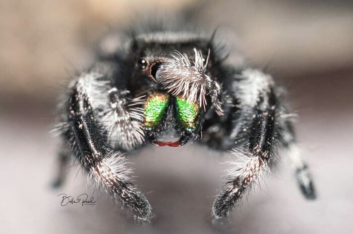 A close-up of a dark, hairy jumping spider showcasing metallic green chelicerae