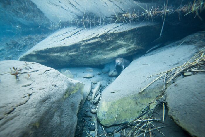 Underwater view of a small mammal hiding under river rocks, highlighted in NPOTY wildlife photos.