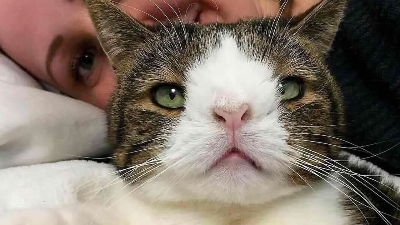 This Page Shared 32 Inspiring Stories Of Cats Who Found Love Despite Their Difficult Beginnings