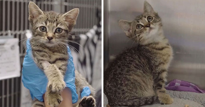Critically Ill Kitten Got Xenotransfusion From A Dog, And Earned An Adorable New Nickname